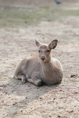 Fototapeta premium Ciervo sentado en el suelo relajado, foto en formato Vertical 