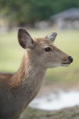 Ciervo  retrato del rostro  de perfil 