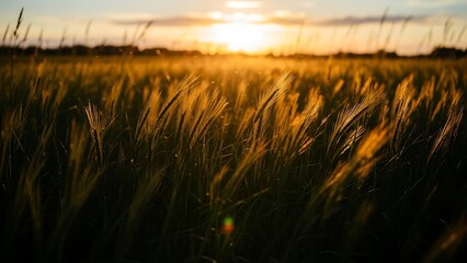 Golden wheat field stalks swaying gently in the warm, bright light of the setting sun