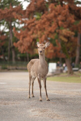 Ciervo  mirando a la cámara en el parque en otoño 
