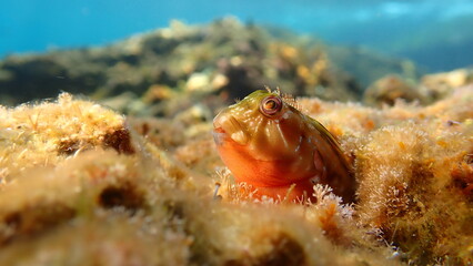 Molly miller blenny (Scartella cristata) undersea, Ligurian Sea, Italy, Imperia