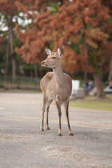 Ciervo  en el parque de Nara en Japón, en temporada de otoño 