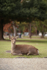 Ciervo  sentado Mirando a la cámara  en el parque de Nara en Japón 