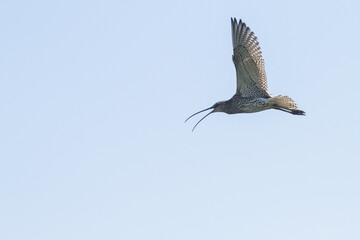 flying curlew