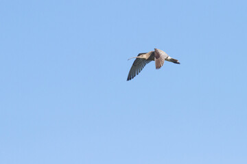 flying curlew