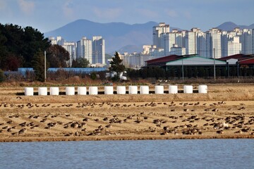창원 주남저수지의 겨울 풍경
