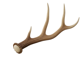 Single deer antler isolated on transparent background