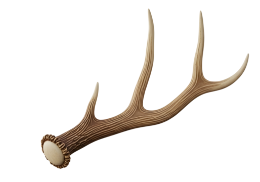 Single deer antler isolated on transparent background