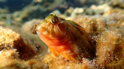 Molly miller blenny (Scartella cristata) undersea, Ligurian Sea, Italy, Imperia