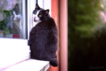 Funny tuxedo cat sitting on the on the window shelf and loking at camera. 