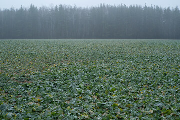 plantation with winter crops