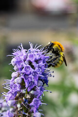 Bumblebee pollinating purple flower in a natural garden