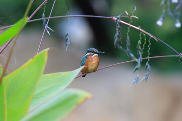 Common Kingfisher Perched on a Stem