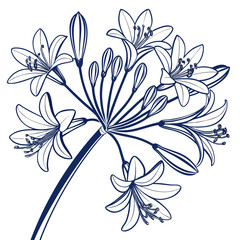 agapanthus blue vector 