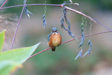 Common Kingfisher Perched on a Stem