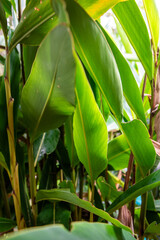 Fototapeta premium banana leaves in the garden