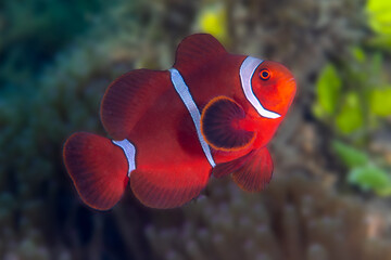 Spine-cheek clownfish underwater