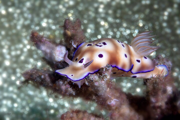 Hypselodoris tryoni nudibranch