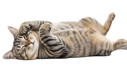 A tabby cat lying on its back with its paws near its face in a relaxed and peaceful position indoor