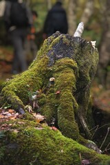 氷ノ山　登山の風景
