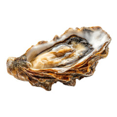 A large oyster shell with a small hole in the center