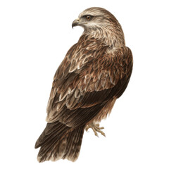 A large brown bird with a white background