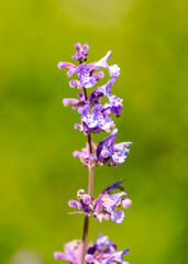 Purple catnip flowers. Close-up of the flowering plant. Nepeta cataria.

