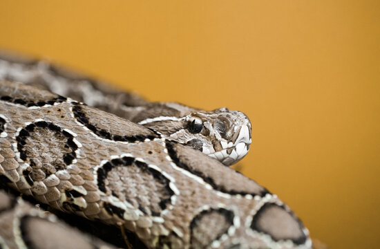 Portrait of a Russell's viper. Reptile in close-up. Daboia russelii.
