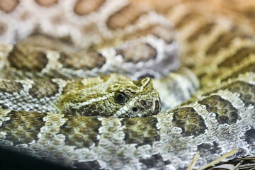 Portrait of a rattlesnake. Reptile in close-up. Crotalus.
