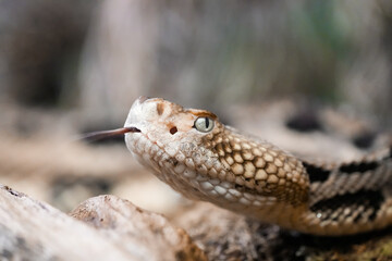 Portrait of a rattlesnake. Reptile in close-up.
