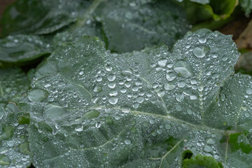 rain drops on a leaf