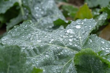water drops on a leaf
