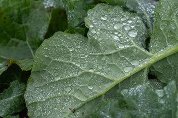 green leaf with dew drops