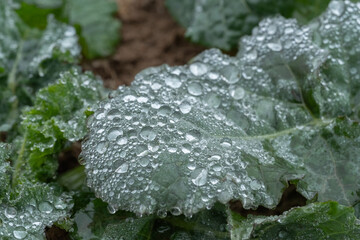 frost on leaf