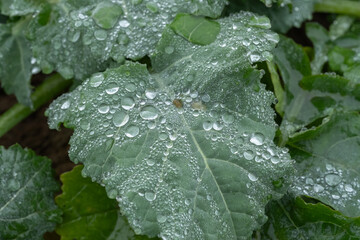 water drops on a leaf