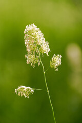 Flowers of orchard grass. Close-up of the flowering plant. Dactylis glomerata.
