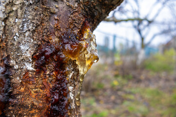 Thick, amber-colored sap drips from a injured area on the bark of a tree, surrounded by a blurred garden setting on a grey day
