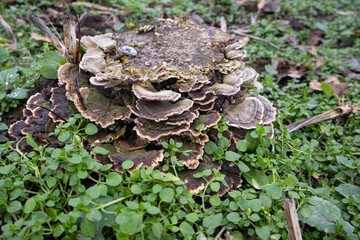 Brightly colored mushrooms flourish on a decaying tree stump, surrounded by lush green grass under clear skies in the park