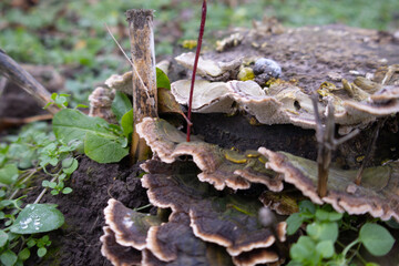 Mushrooms spread across a decaying log, surrounded by green foliage and plants in a tranquil forest setting in the early morning