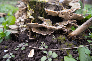 Clusters of mushrooms are visible on a decaying tree stump, surrounded by fresh green plants in a vibrant spring forest