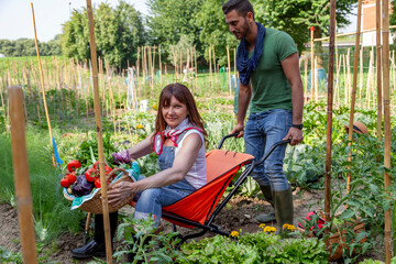 Man pushing woman sitting in wheelbarrow with basket of harvested vegetables in a garden
