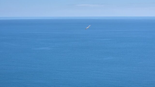 Seagull flying ocean, majestic bird soaring gracefully over calm blue sea with distant cliffs and clear sky