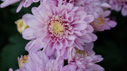 Fototapeta premium pink dahlia flower