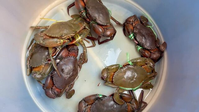 Top view of live crabs ready for cooking at seafood restaurant in Malaysia