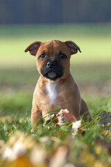 Staffordshire bull terrier puppy sitting on grass in autumn nature