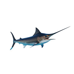 Naklejka premium big fish isolated on white