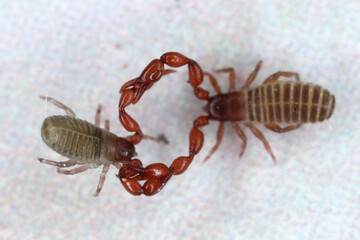 Pseudoscorpions of genus Lamprochernes in the family Chernetidae during fighting or reproductive behavior.