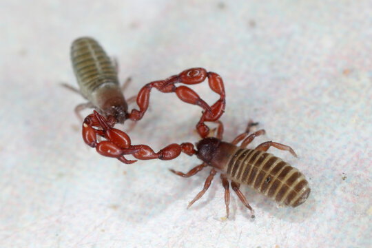 Pseudoscorpions of genus Lamprochernes in the family Chernetidae during fighting or reproductive behavior.