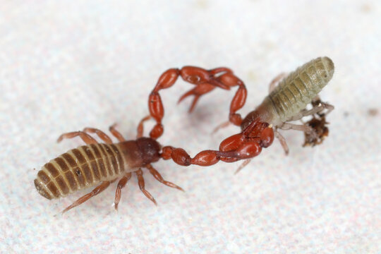 Pseudoscorpions of genus Lamprochernes in the family Chernetidae during fighting or reproductive behavior.