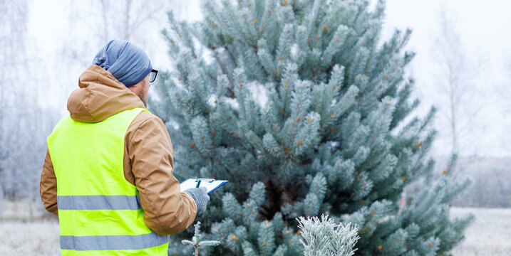 Mature man ecologist in winter forest, monitors the environment of a winter forest. Spruce trees to order. Observing animals and birds in a snowy forest. Nature and ecology conservation during winter. - Powered by Adobe